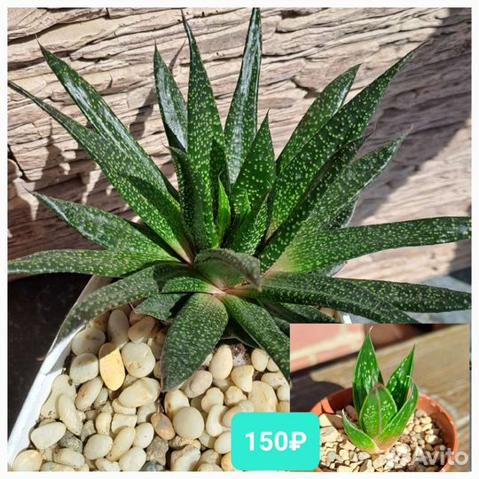 Суккуленты