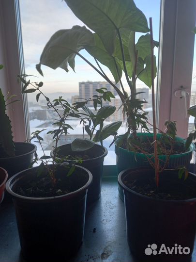 Комнатные цветы шефлера