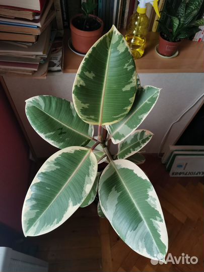 Фикус эластика тинеке