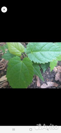 Саженцы деревьев для сада