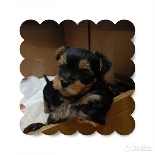 Йоркширский терьер щенки