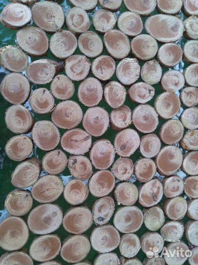 Спилы дерева