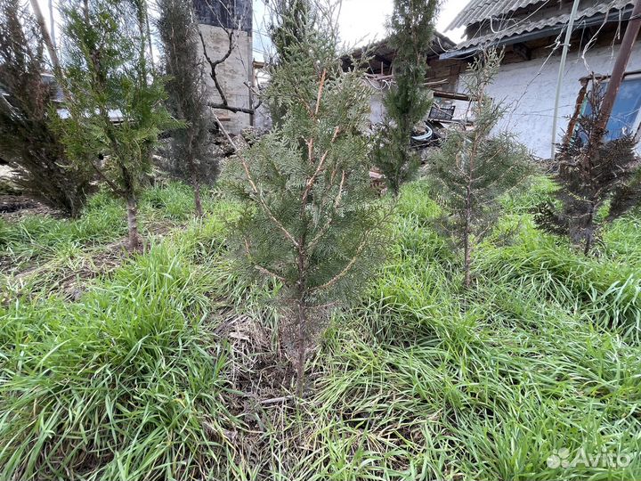 Туя Восточная 60-100 см