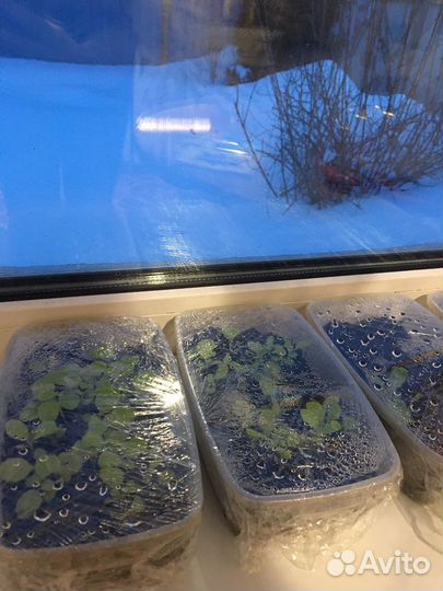 Семена табака