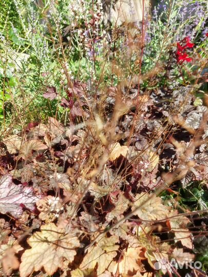 Многолетники для сада 2