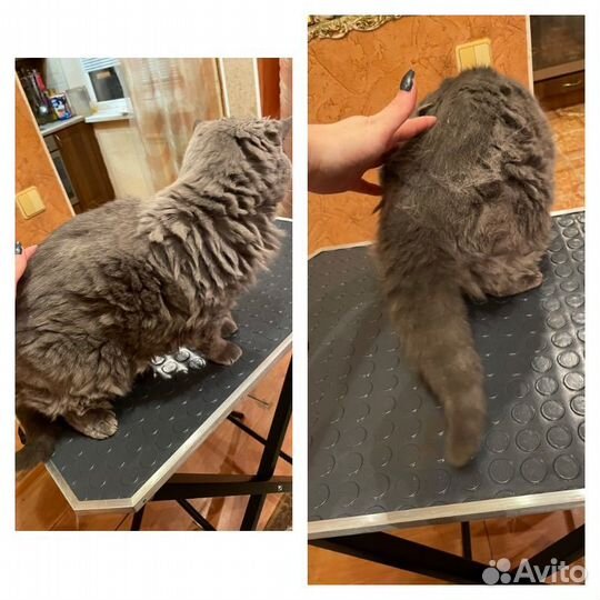 Стрижка и экспресс-линька собак