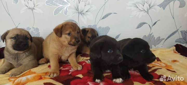 Отдам щенков в добрые руки бесплатно
