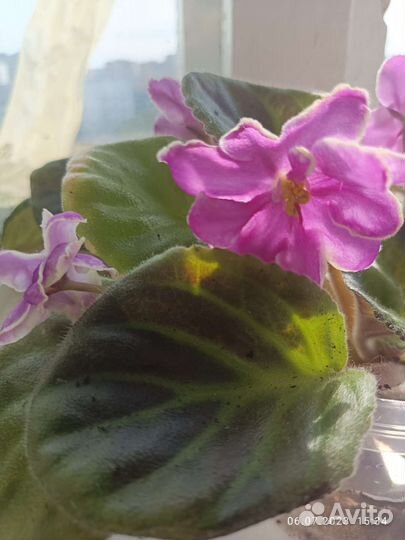 Комнатные цветы