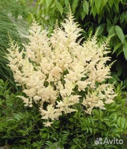 Астильба, гортензия, монарда, гвоздика перистая