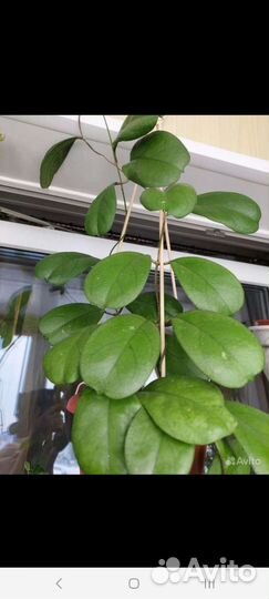 Хойя карноза, хойя виола, хойя merrillii,кентиана