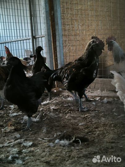 Молодые петухи