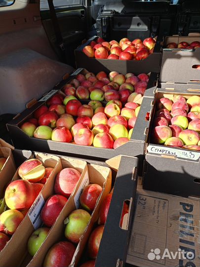Продажа яблок