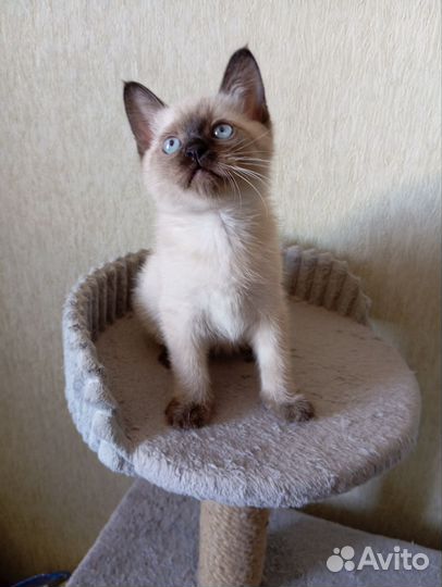 Тайские котята
