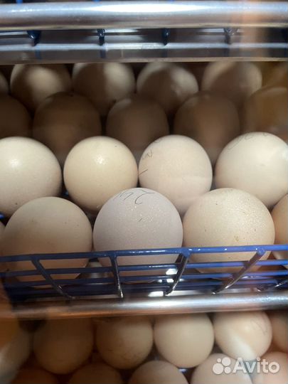 Цыплята кучинская юбилейная суточные и подрощенные