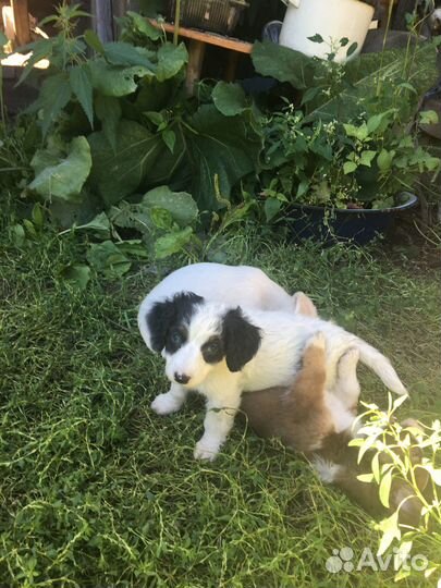 Отдам щенков