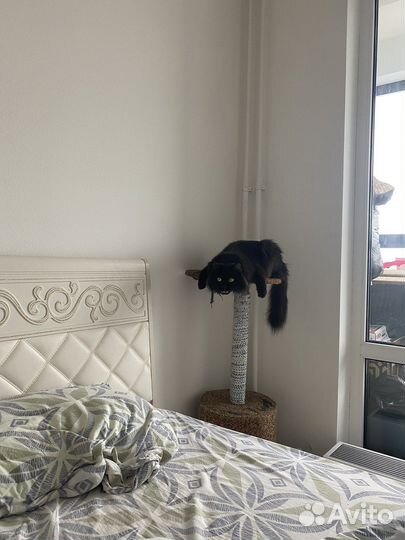 Сибирские котята