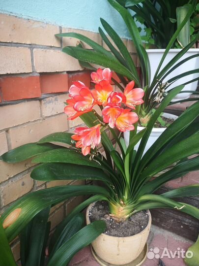 Кливия киноварная