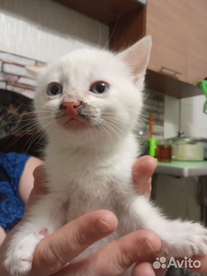 Девочка беляночка