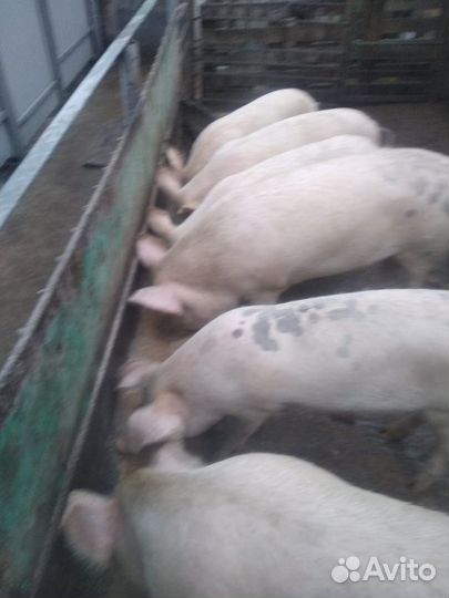 Домашнее мясо свинины