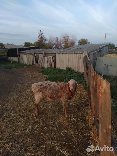 Продаётся баран