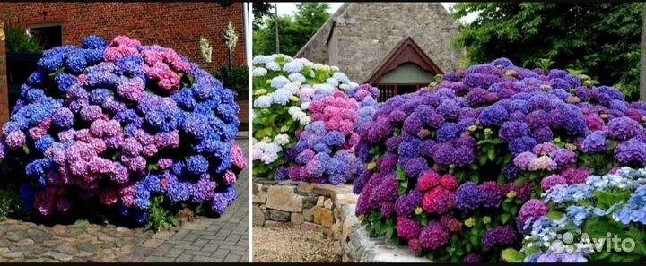 Гортензия крупнолистная Bouquet Rose (Букет Роуз)