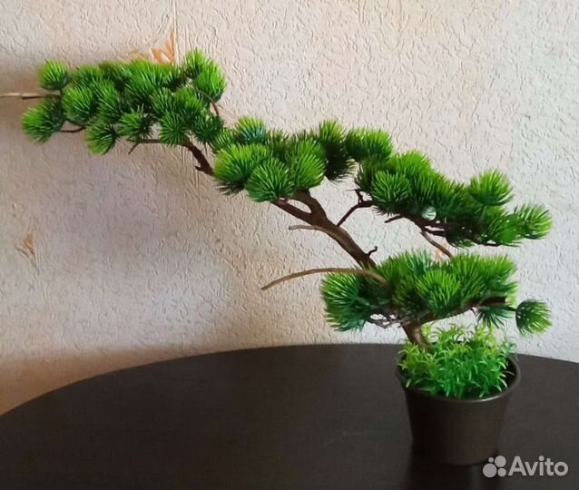 Дерево бонсай