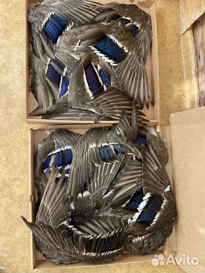 Перо крылья уток