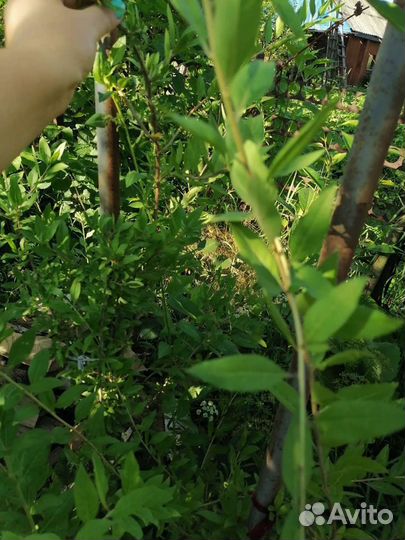 Ягода Годжи, китайский лимонник, девясил-саженцы