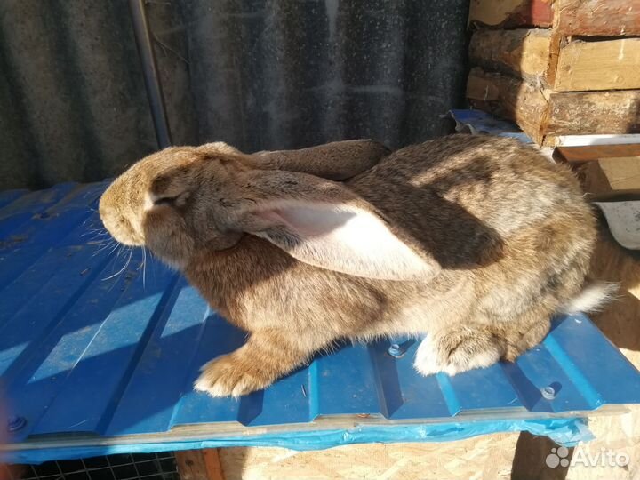Кролик Самцы 6 мес +