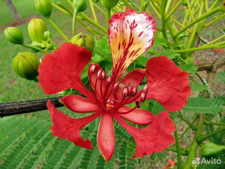 Делоникс королевский Огненный зонтик Экзотика детк