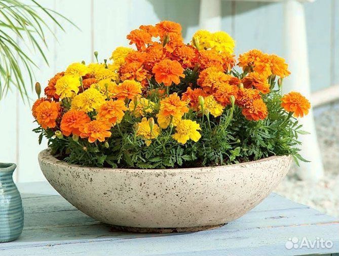 Рассада бархатцев