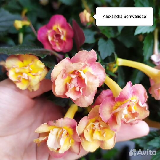 Сортовые ахименесы