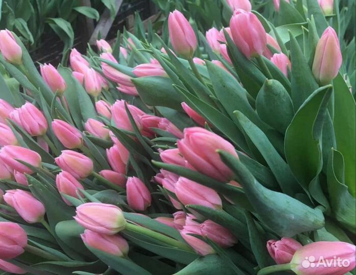 Тюльпаны оплом к 8 марта