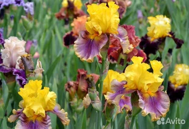 Ирисы бородатые сортовые