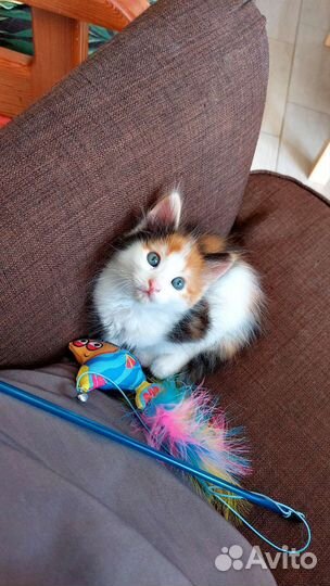 Котята бесплатно