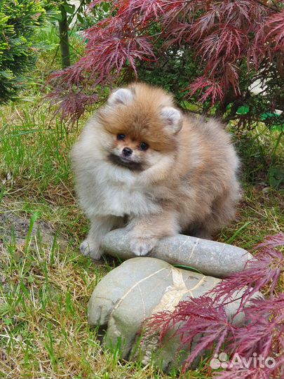 Померанский шпиц