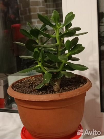 Цветок толстянка(денежное дерево)