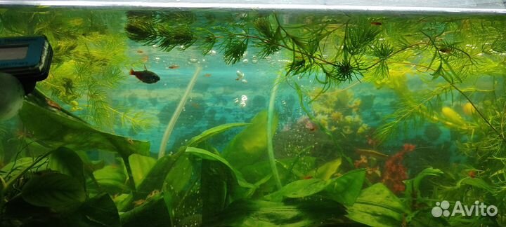 Аквариум с рыбками и растениями