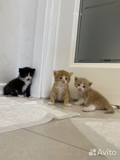 Котята в добрые руки