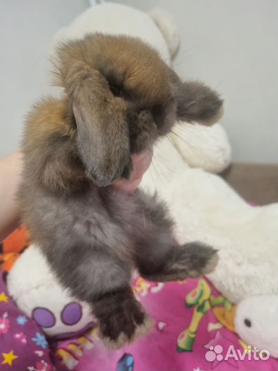Кролик минилоп девочка