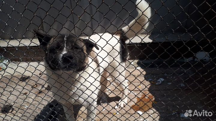 Породистые собаки в дар