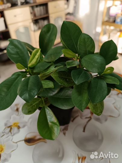 Фикус макламе