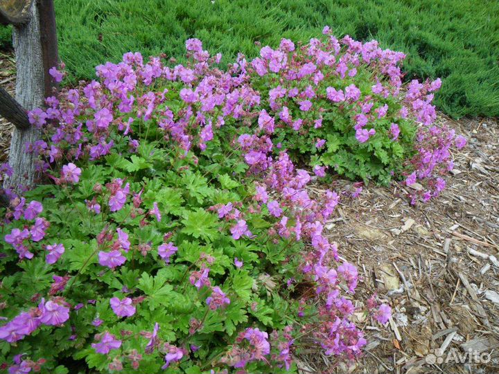 Герань крупнокорневищная. Садовые многолетники