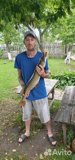 Рыба, голова щуки тпофейная сушеная