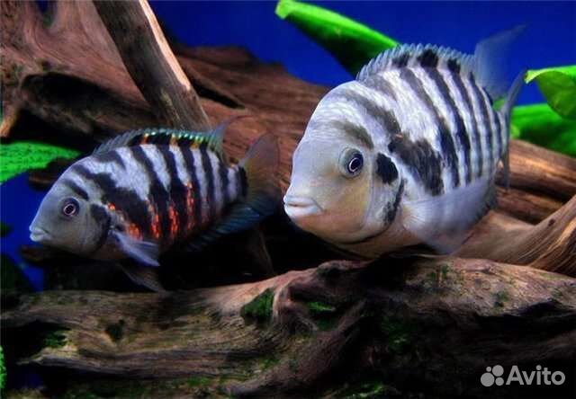 Хромис красавец