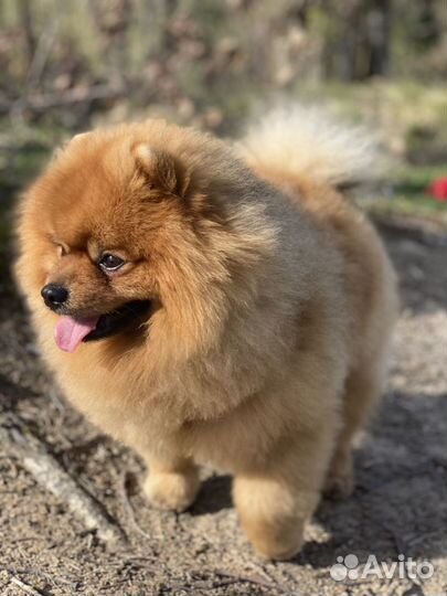 Шпиц вязка мальчик