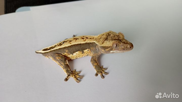 Бананоеды самка и малыши