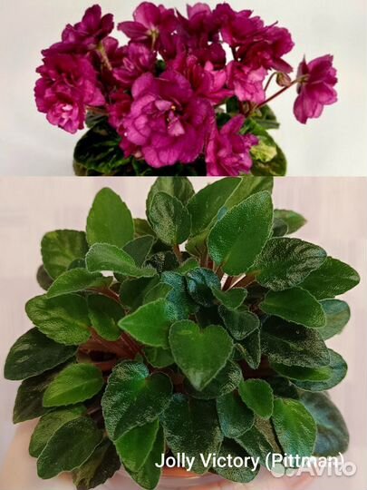 Глоксиния, фиалки