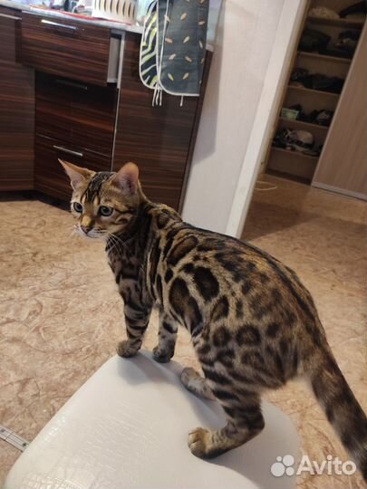 Бенгал вязка