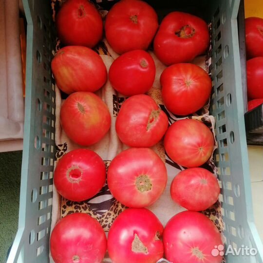 Помидоры